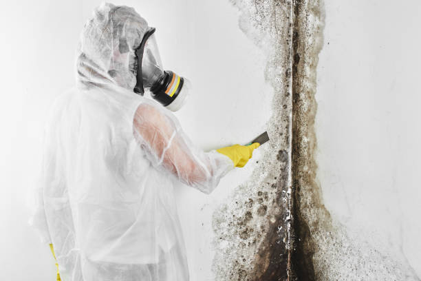 Best Toxic Mold Removal  in Rochester Institute Of Technology, NY