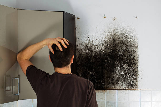 Best Local Mold Removal Service  in Rochester Institute Of Technology, NY